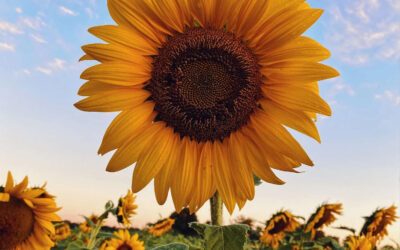 Parole de coach : coaching et conscience de soi !